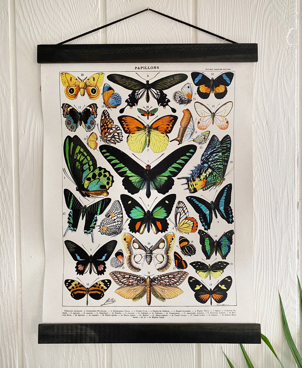 Vintage Butterfly Chart