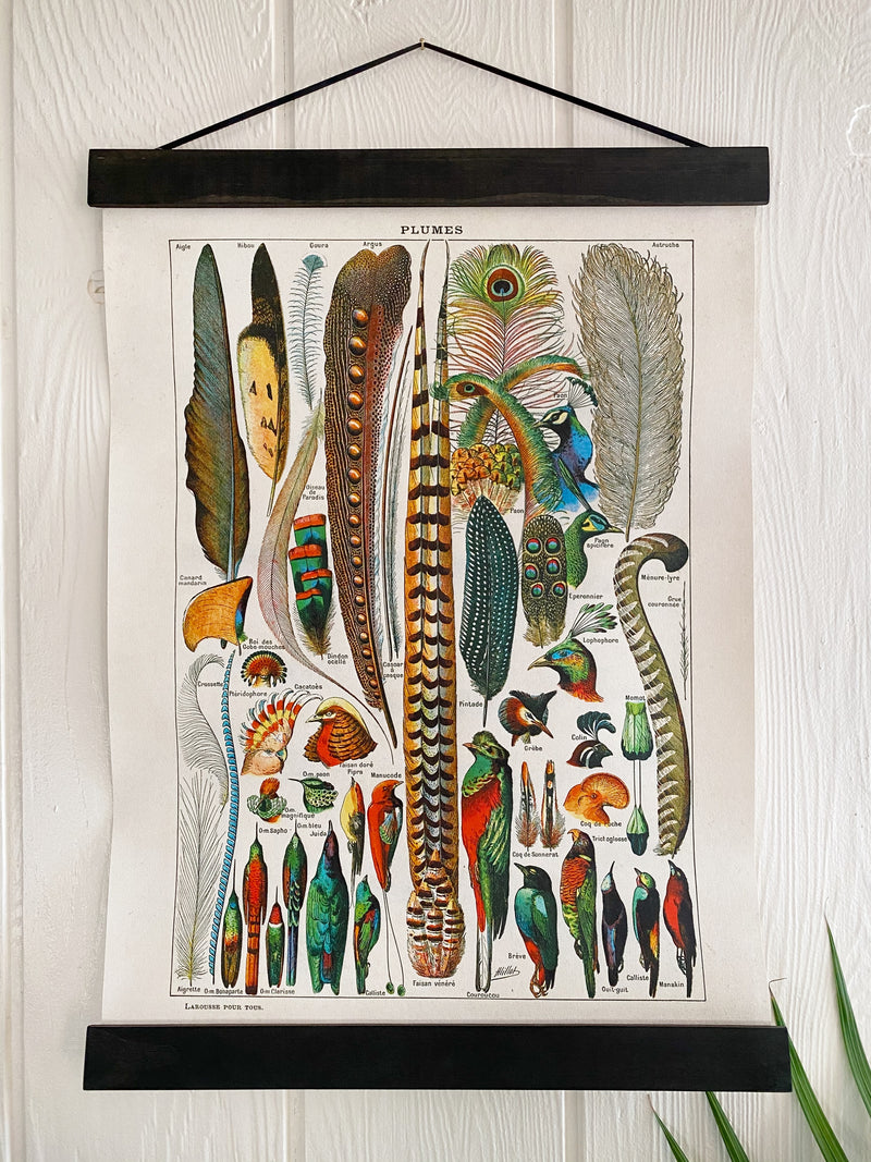 Vintage Feather Chart