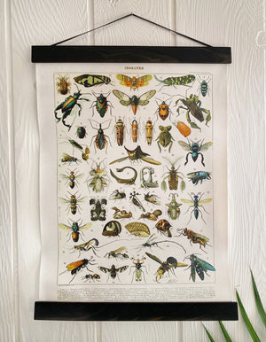 Vintage French Insect Chart